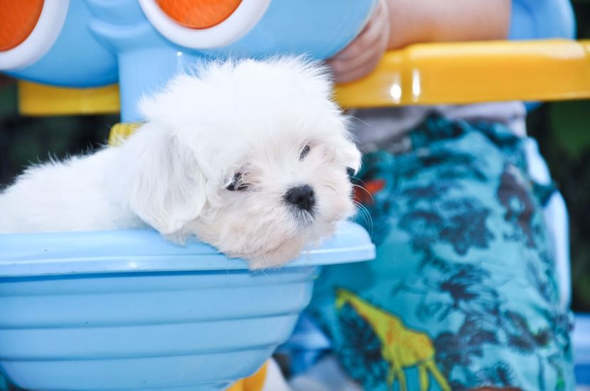 8447230_orig - De vanzare Bishon Maltez 0762111365