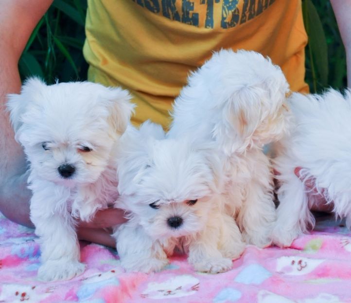 1261801_orig - De vanzare Bishon Maltez 0762111365