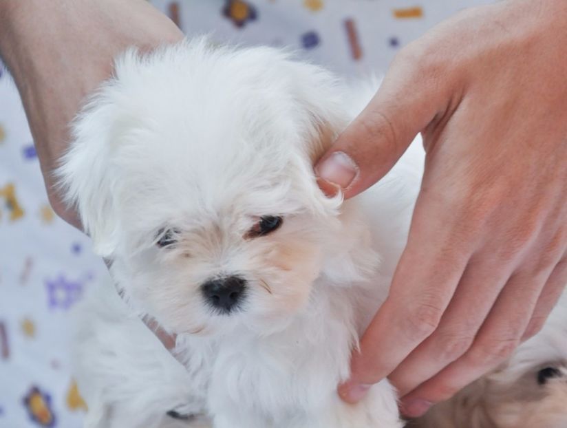 5142765_orig - De vanzare Bishon Maltez 0762111365