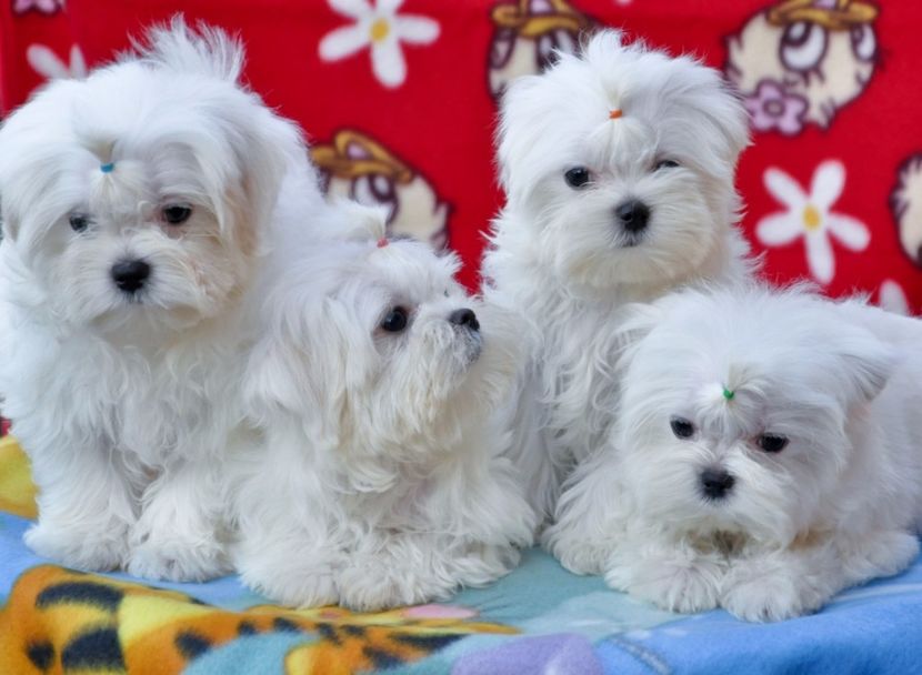 5238182_orig - De vanzare Bishon Maltez 0762111365