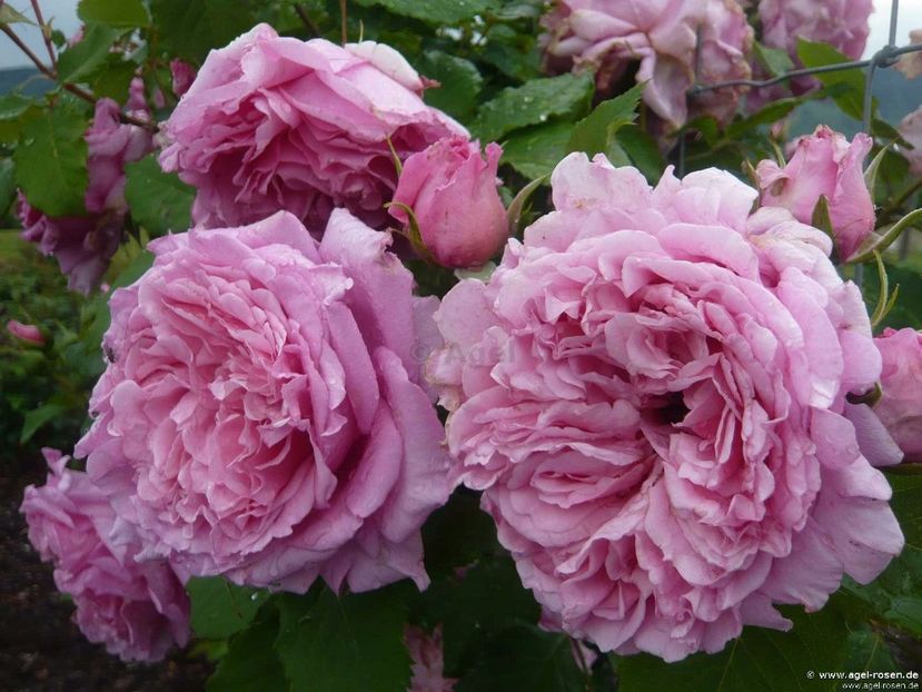 Bienvenue rose - Noutati trandafiri 2015 - 2024