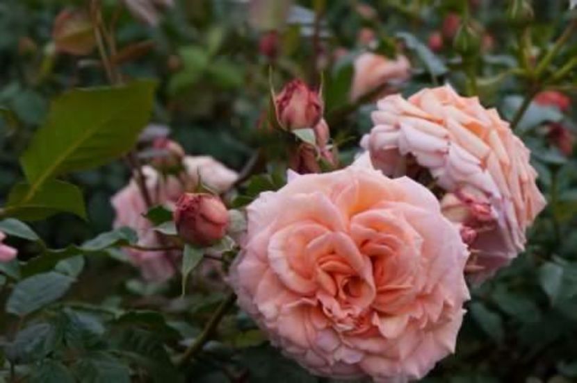Barock rose - Noutati trandafiri 2015 - 2022