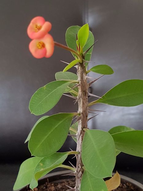 Euphorbia milli - Cactusi si plante suculente 2017-2018-2019