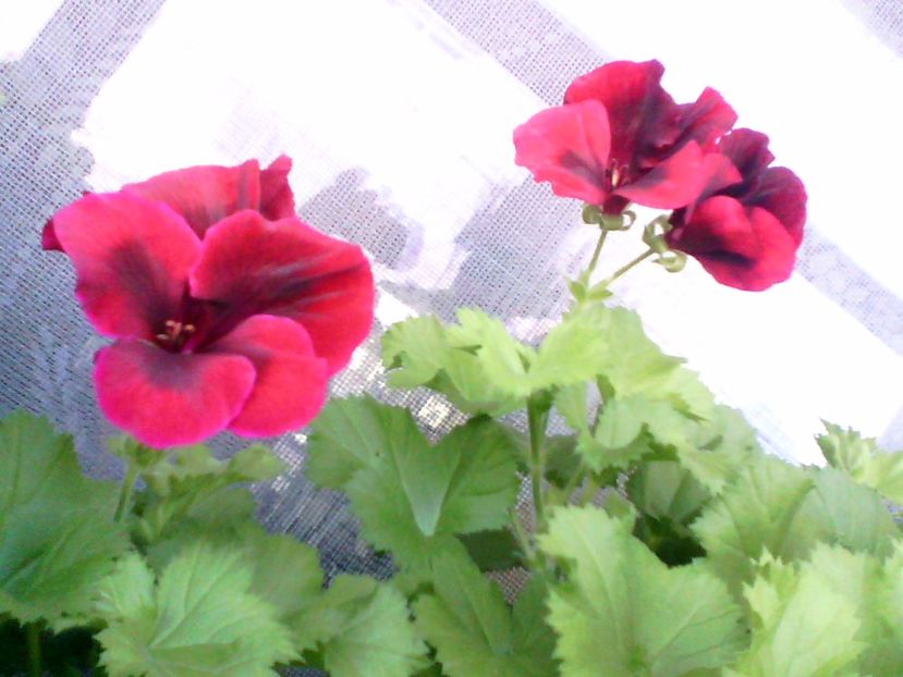 IMG00586 - Flori 2017