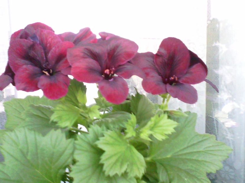 Springfield Black - Flori 2017