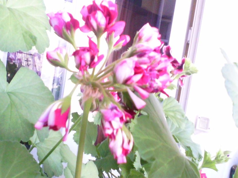 Red Rosebud - Flori 2017