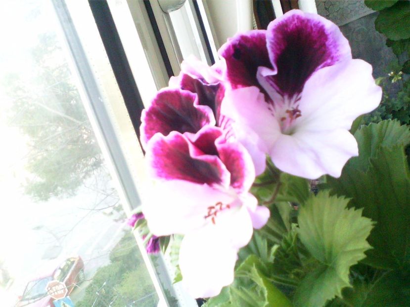 Vicky Clair - Flori 2017