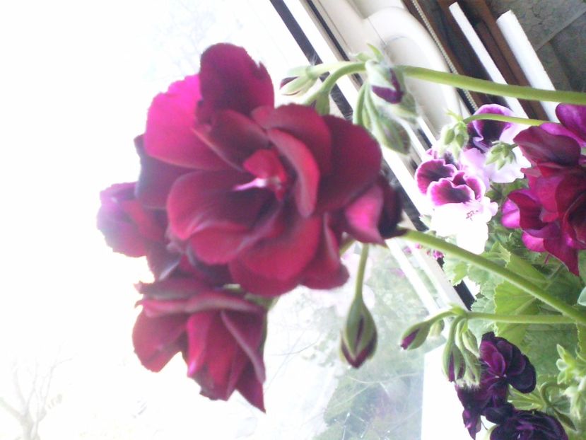 IMG00591 - Flori 2017