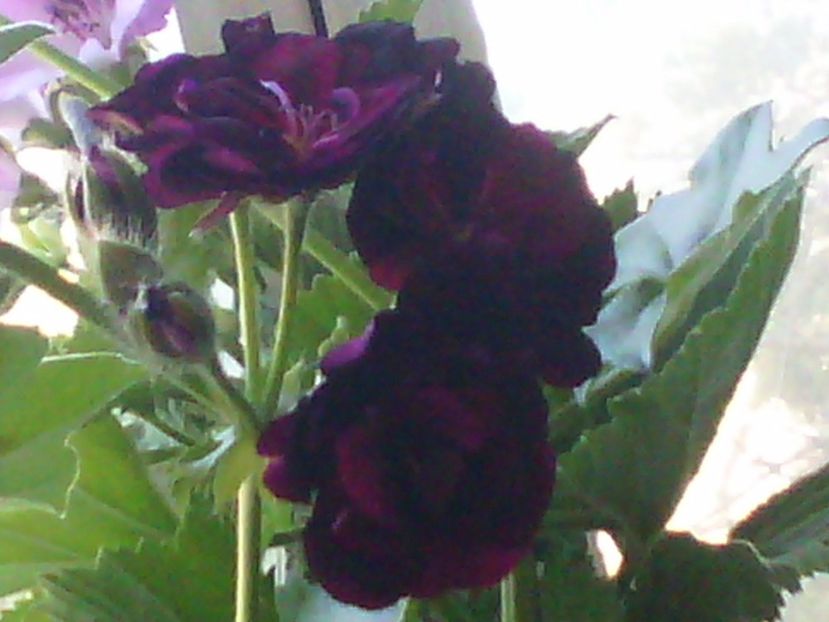 IMG00592 - Flori 2017