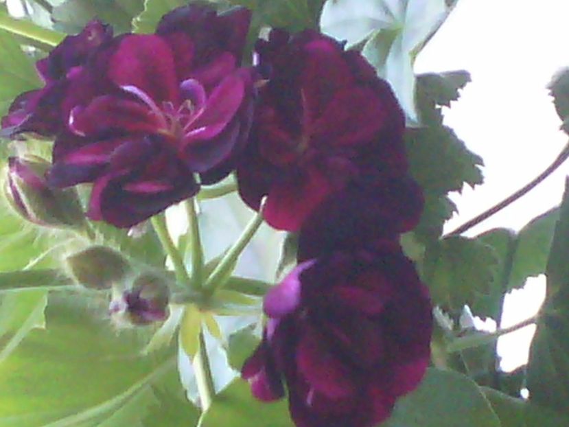 IMG00593 - Flori 2017