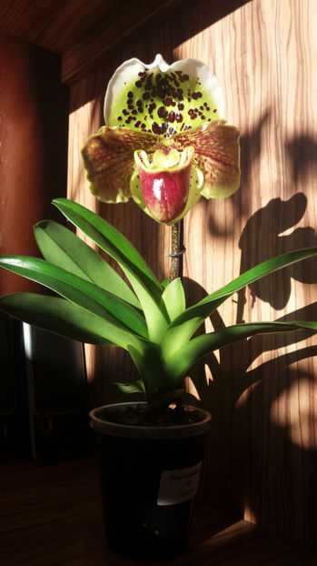 28 martie 2017 - surpriza