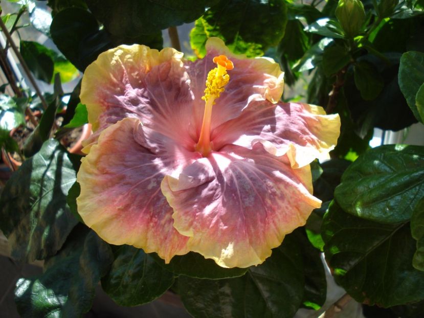  - Hibiscus Persian Rug