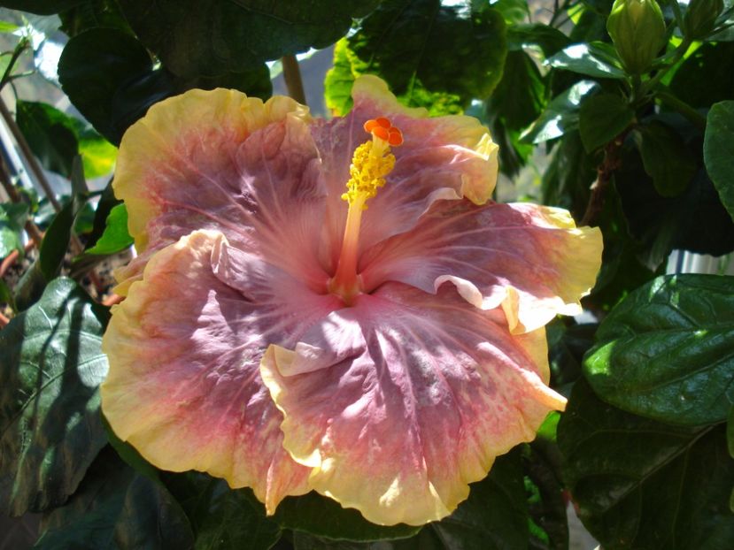  - Hibiscus Persian Rug