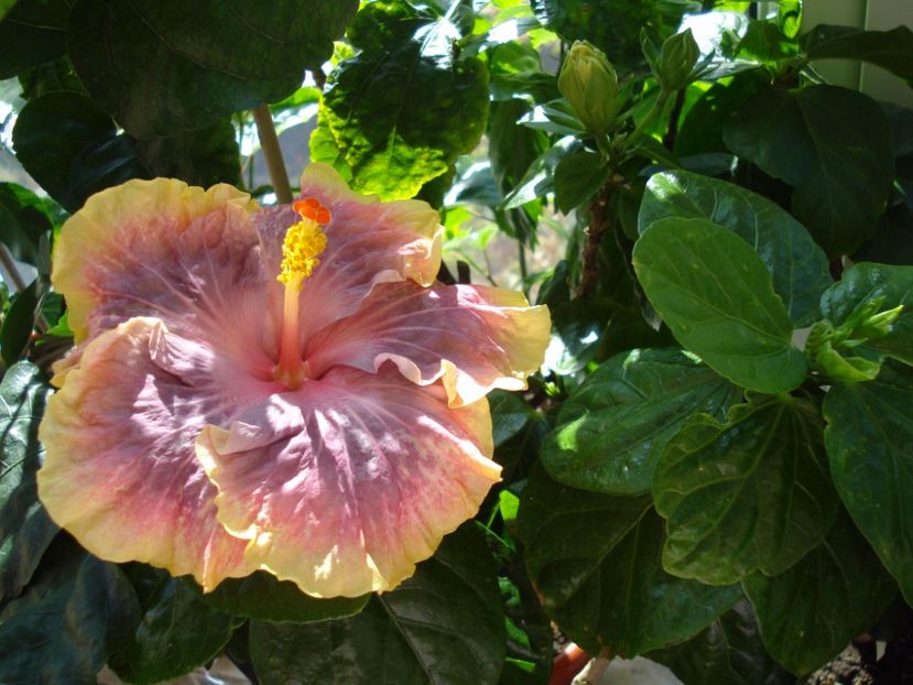  - Hibiscus Persian Rug