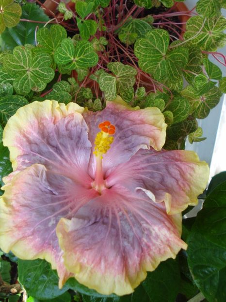  - Hibiscus Persian Rug