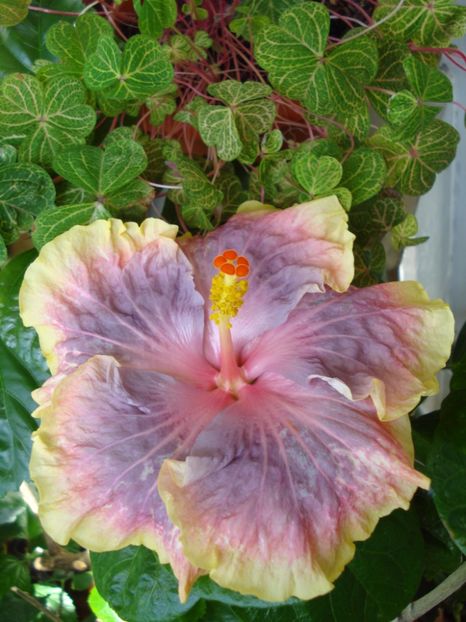  - Hibiscus Persian Rug