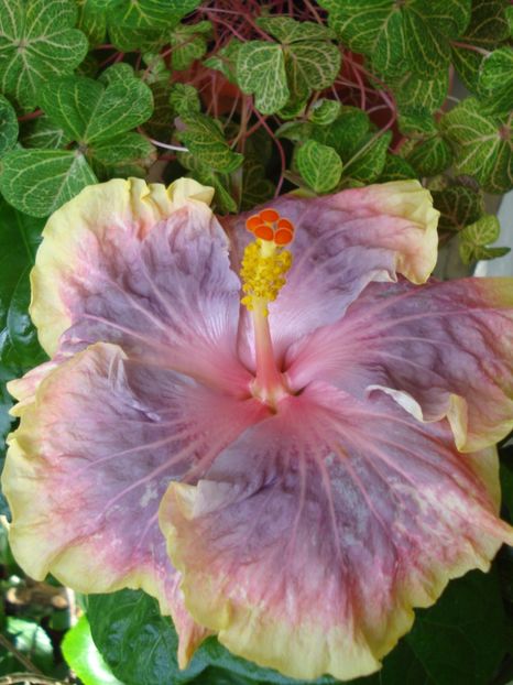  - Hibiscus Persian Rug