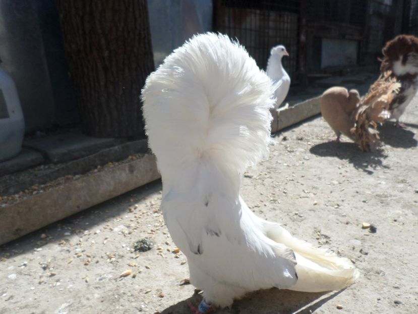 fem 2016 - ACHIZITII 2015  2016  2017