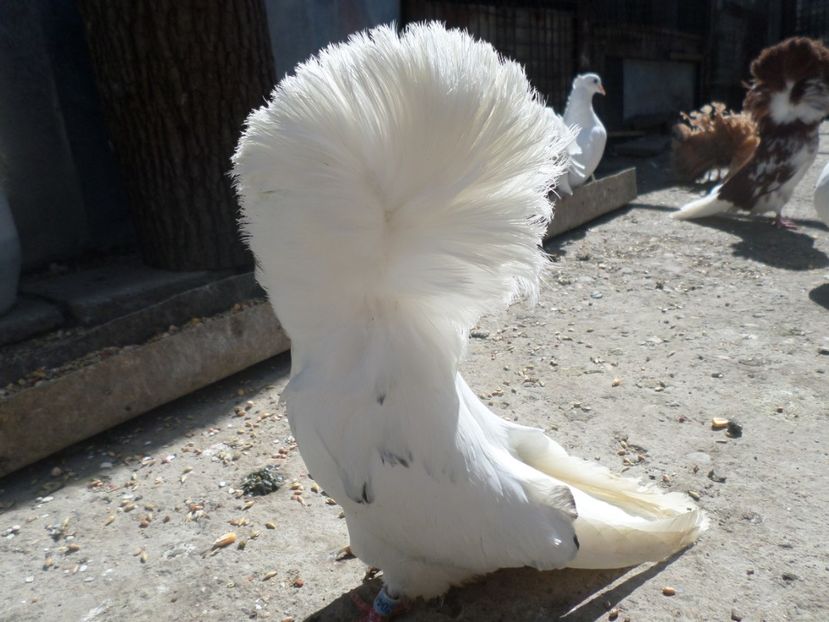 fem 2016 - ARHIVA 2016 -2017-2o18-2019-2020