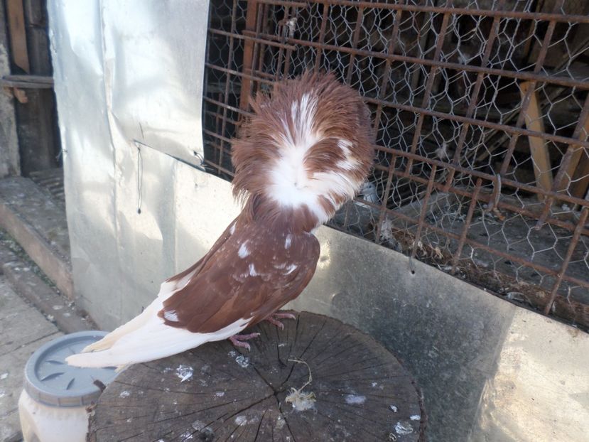 masc.015 - ARHIVA 2016 -2017-2o18-2019-2020