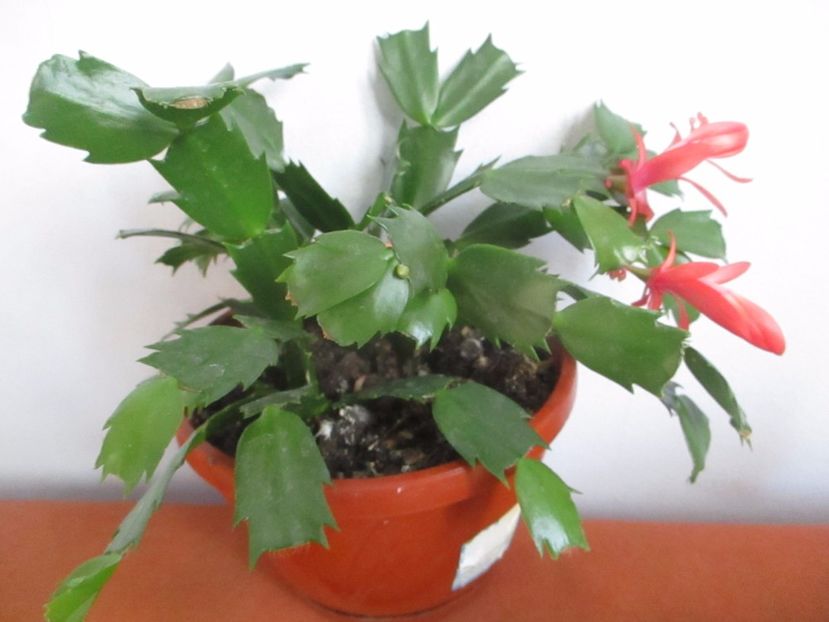  - Florile mele martie 2017