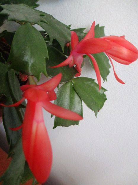  - Florile mele martie 2017