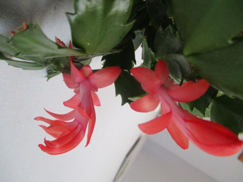  - Florile mele martie 2017