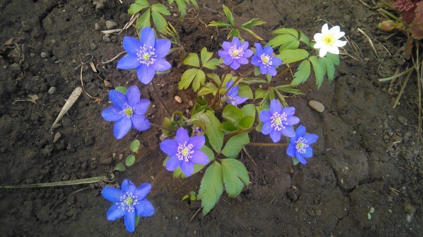 hepatica nobilis & anemone sylvestris - 2017 plantele mele