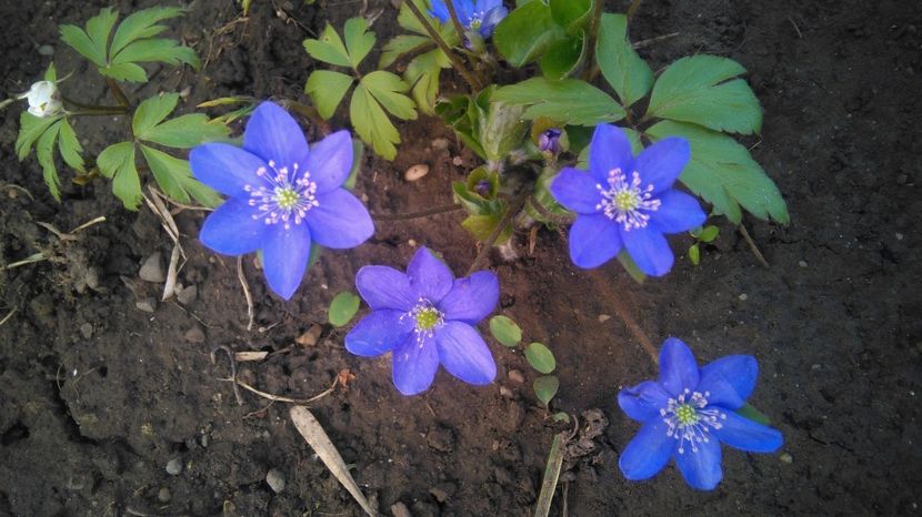 Hepatica nobilis - 2017 plantele mele