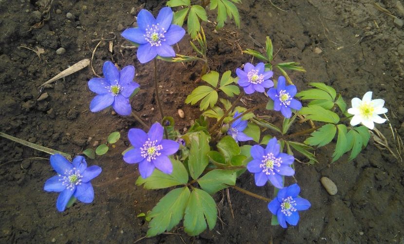 hepatica nobilis & anemone sylvestris - 2017 plantele mele