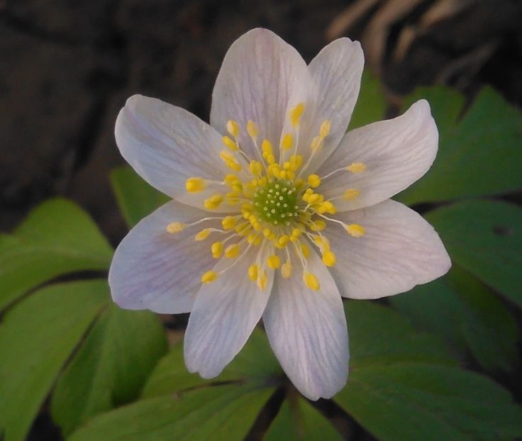 anemona sylvestris - 2017 plantele mele