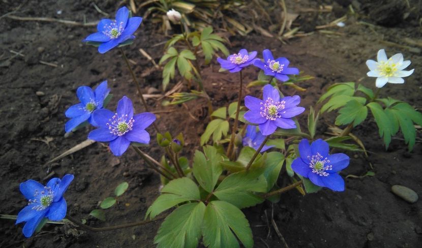 hepatica nobilis & anemone sylvestris - 2017 plantele mele