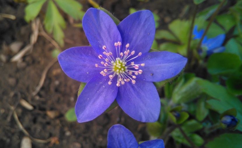 Hepatica nobilis - 2017 plantele mele