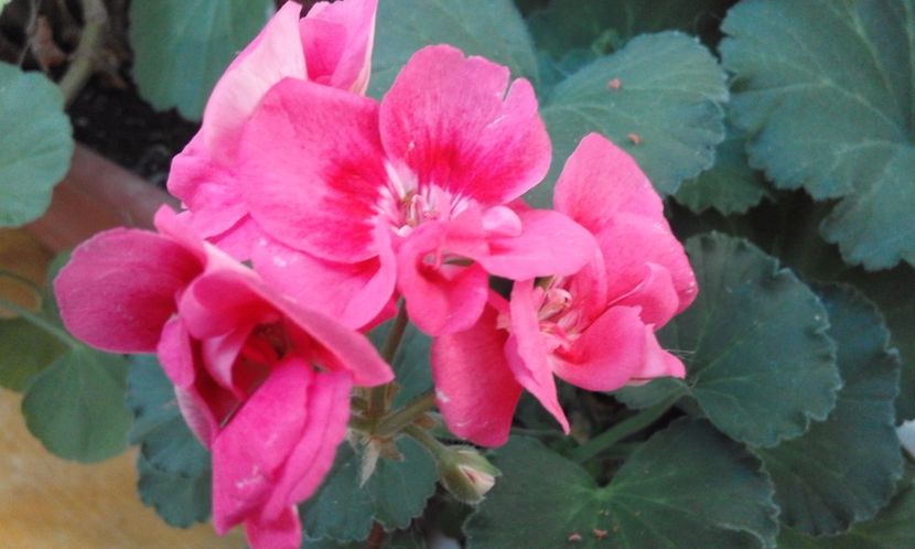 Orchid Paloma - Flori 2017