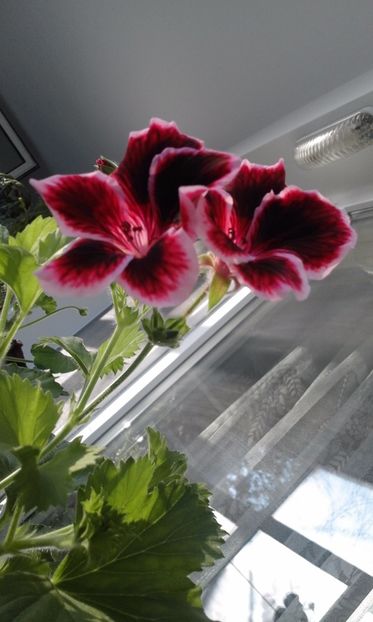 Aristo Regala - Flori 2017