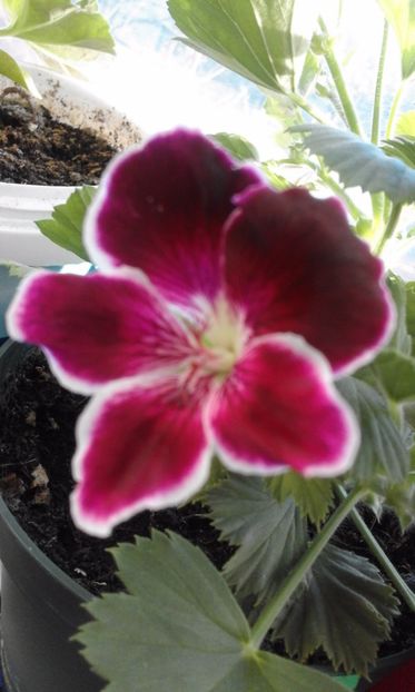 Imperial - Flori 2017