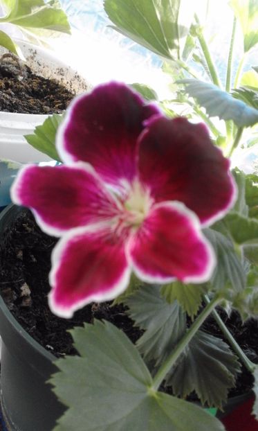 Imperial - Flori 2017