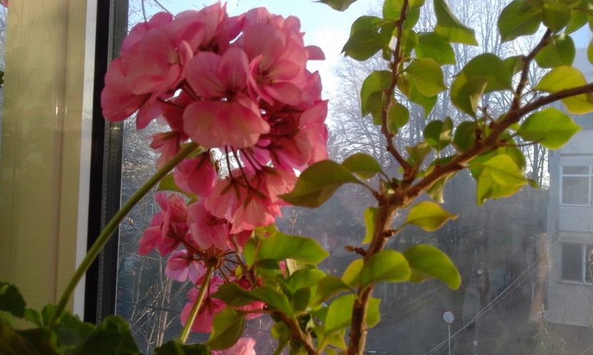 Pelargonie Oppskrift - Flori 2017