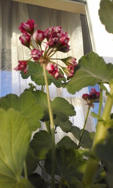 Red Rosebud - Flori 2017