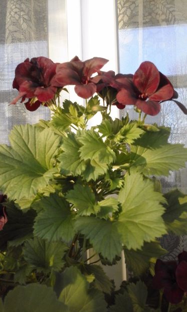 Springfield Black - Flori 2017