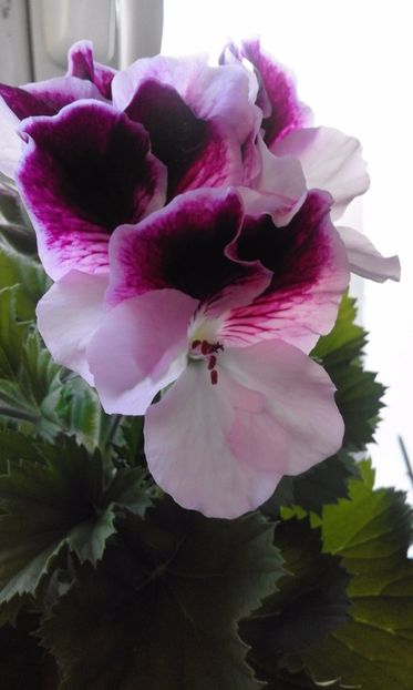 Vicky Clair - Flori 2017