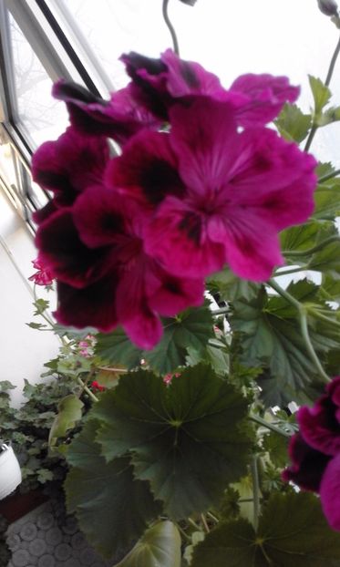 Como Heather - Flori 2017