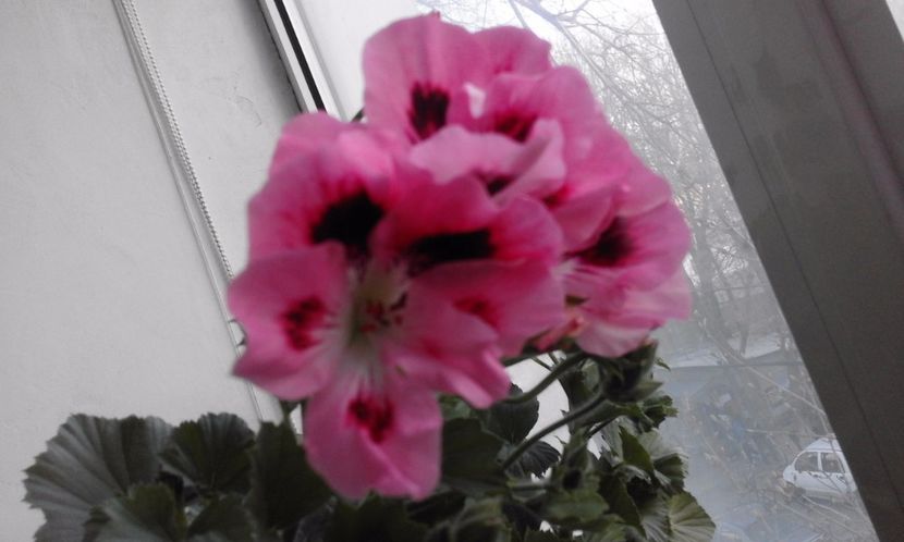 Pel. Mariquita - Flori 2017