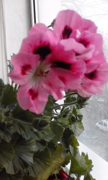 Pel Mariquita - Flori 2017