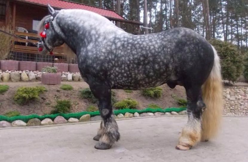 28540561_2750_d - ALTI ARMASARI FRUMOSI nu ii detin