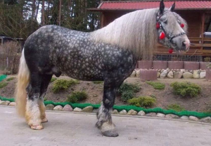 28540561_7016_d - ALTI ARMASARI FRUMOSI nu ii detin