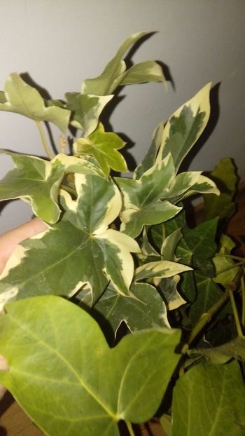 1490719338340-1912804049 - 2017