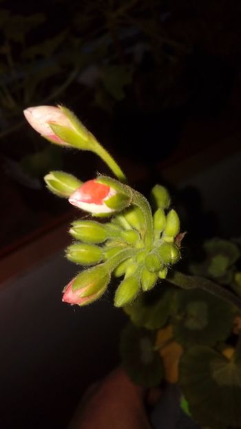 1490719398928-1751061620 - 2017