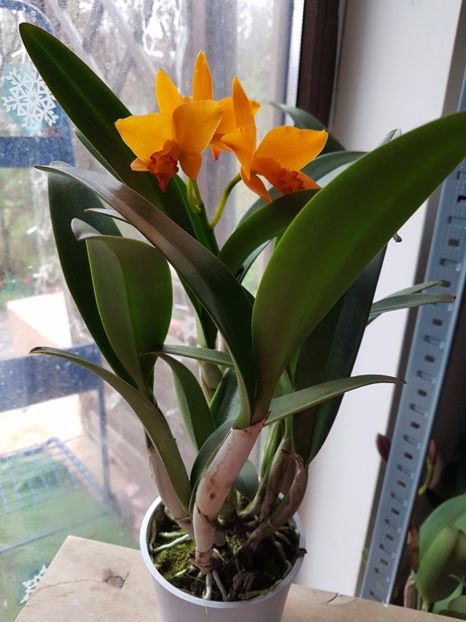 Cattleya - 55 lei - VANDUTE