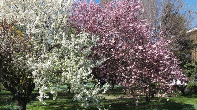  - Primavara lui 2017